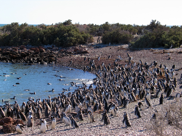 atractivos de puerto madryn