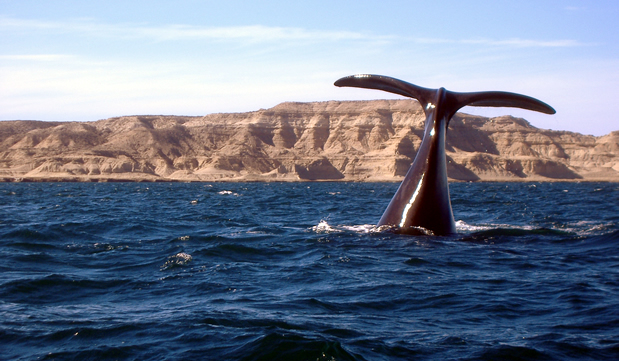 cuando ir a puerto madryn - temporada de ballenas en puerto madryn