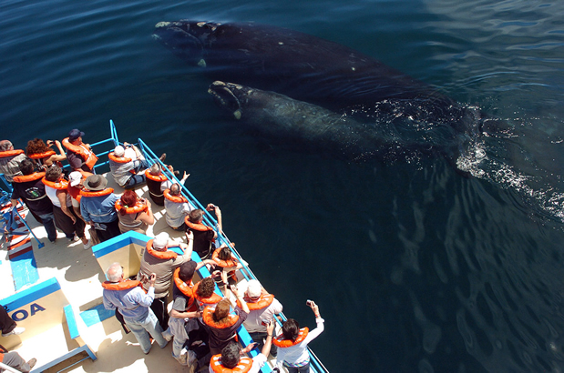 que ver en puerto madryn