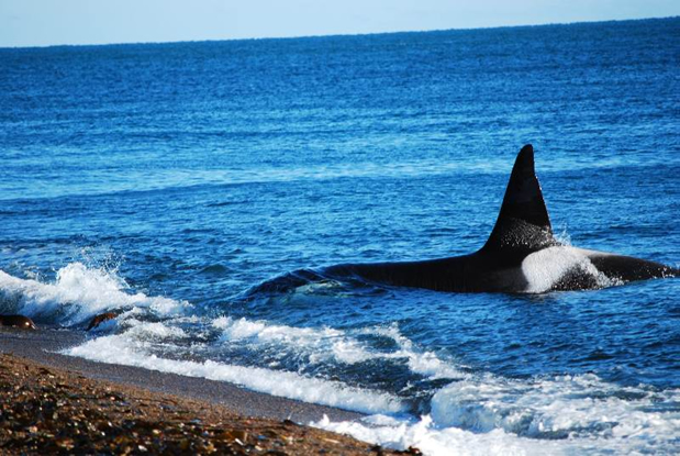 Qué ver en Puerto Madryn, Argentina sitios que ver en puerto madryn